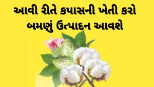 Read more about the article કપાસની ખેતી : સંપૂર્ણ માહિતી | આવી રીતે કપાસની ખેતી કરવાથી ઉત્પાદન બમણું થશે