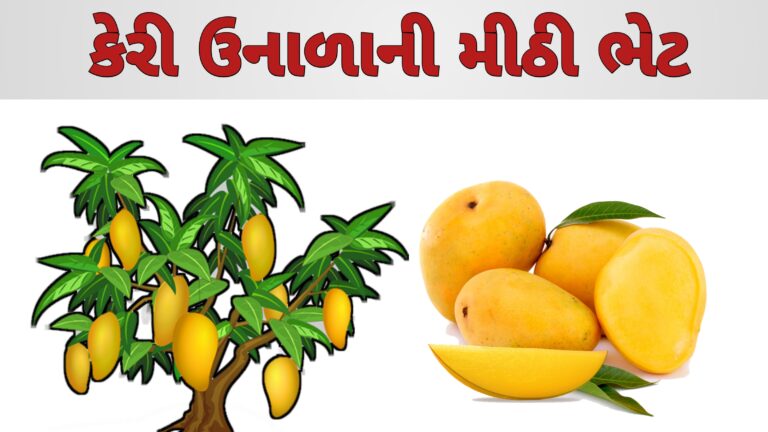 કેરી ઉનાળાની મીઠી ભેટ | કેરી ખાવાના ફાયદા અને કેરી ના પ્રકાર | mango benefit