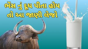 Read more about the article ભેંસના દૂધના ફાયદા અને નુકસાન