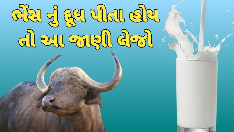 ભેંસના દૂધના ફાયદા અને નુકસાન